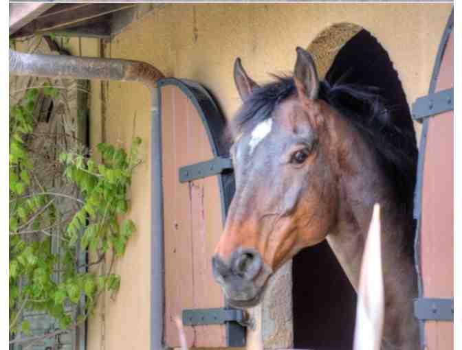 Introductory Lessons at Marshall Hall Riding Academy in Marin