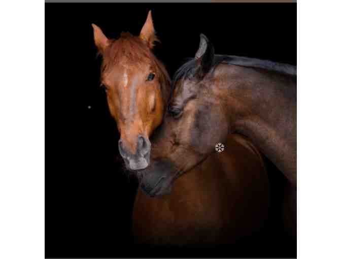 Introductory Lessons at Marshall Hall Riding Academy in Marin