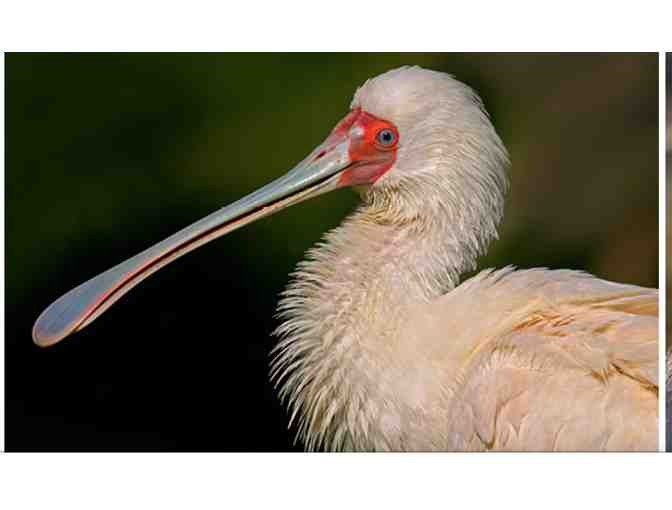 Oakland Zoo Family Day Pass