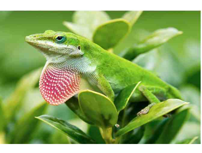 Oakland Zoo Family Day Pass