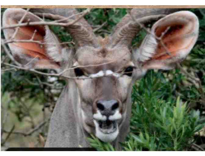 Luxury Photo Safari for Two