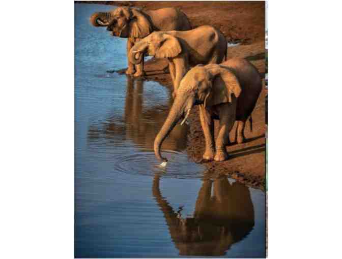 Luxury Photo Safari for Two