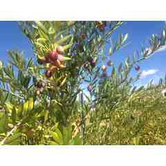 Chris Pichler Nazraeli Press