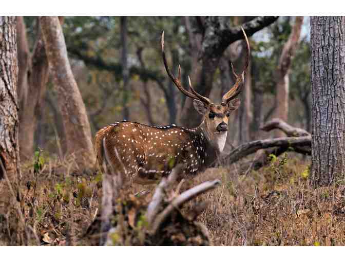 Argentina Big Game Hunt for 4 Hunters