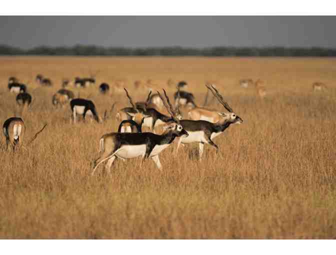 Argentina Big Game Hunt for 4 Hunters