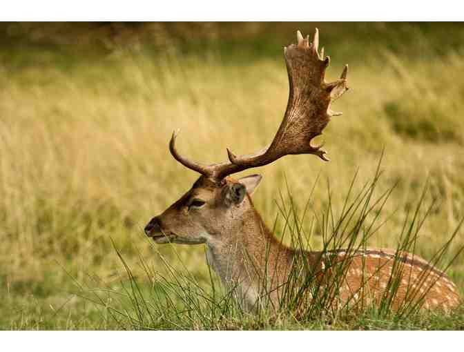 Argentina Big Game Hunt for 4 Hunters