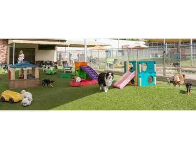 Dioji: 1 Day of Doggie Day Care (1 of 2)