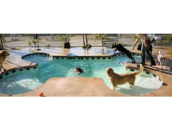 Dioji: 1 Day of Doggie Day Care (1 of 2)