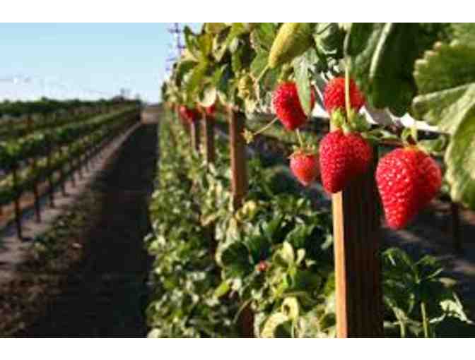 Gift Certificate : Up to Four (4) for a U-Pick Activity at Tanaka Farms