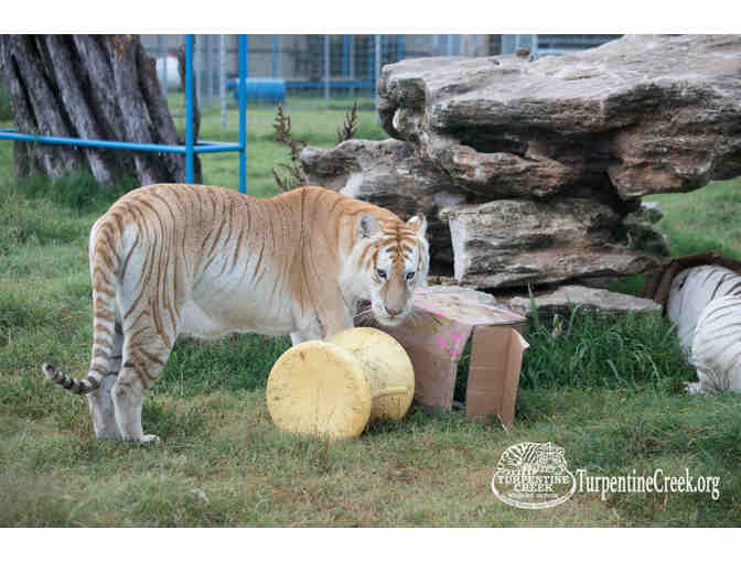 5 OJO Inn Bed and Breakfast- Turpentine Creek- Balcony Bar and Restaurant