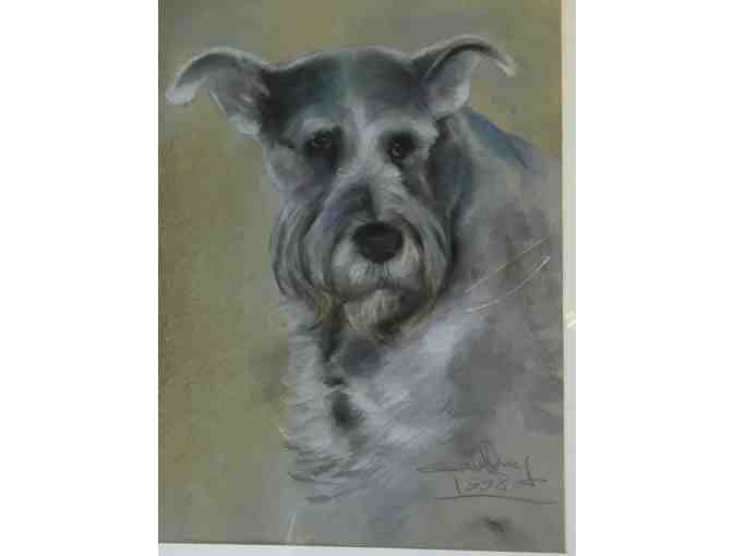 Hand drawn Schnauzer