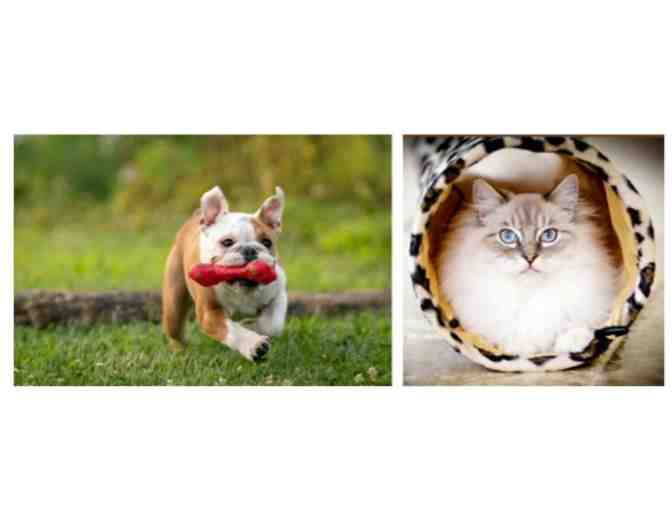 Pet Portrait Sitting