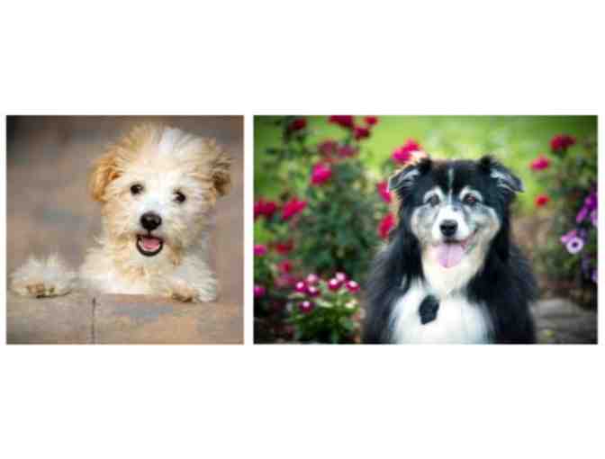 Pet Portrait Sitting