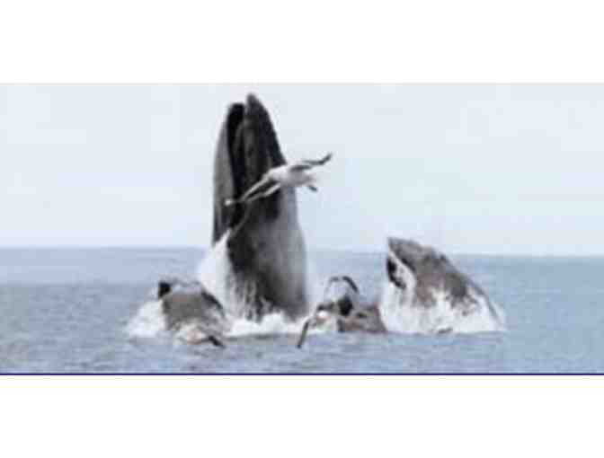 Cape Ann Whale Watch - 2 tickets - Photo 1