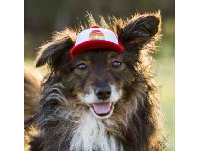 PupLid - Two (Size Medium) Trucker Hats for Dogs