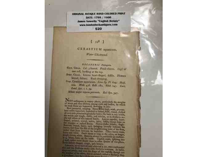 Antique Hand Colored Botanical Prints