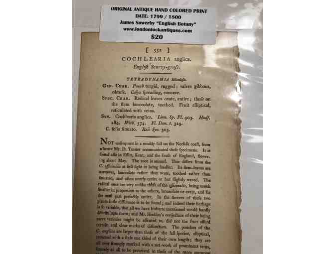 Antique Hand Colored Botanical Prints