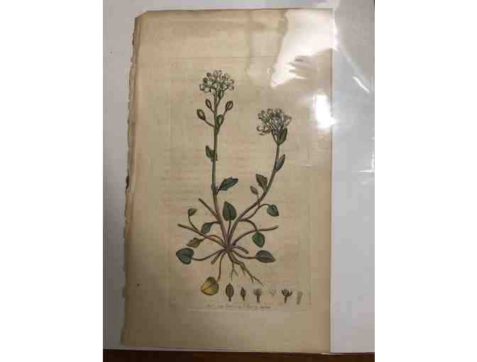 Antique Hand Colored Botanical Prints
