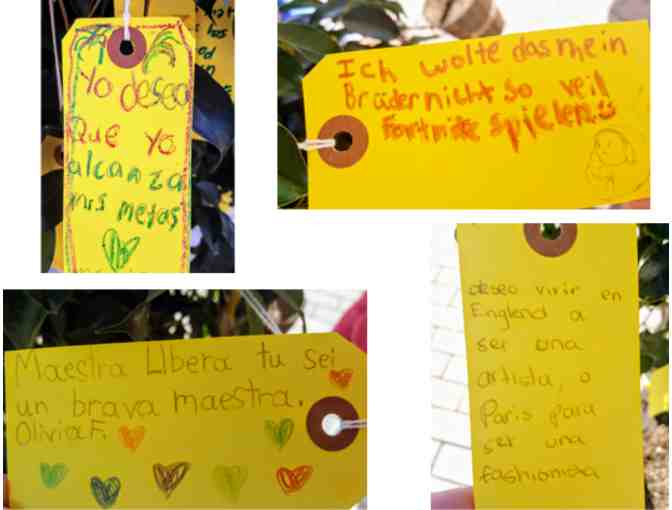 Peace Wish Tree with Franklin Kids' Wishes - Indoor/Outdoor Ficus: $75 value