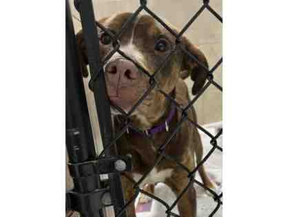 Fund a Need: Toys & Treats