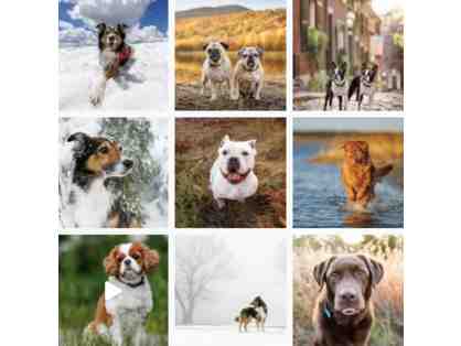 Beyond the Fence: Dog Photography session with $500 photo credit
