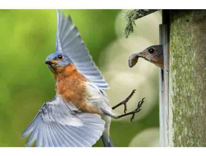 Custom Made Bluebird Nest Box - Photo 4