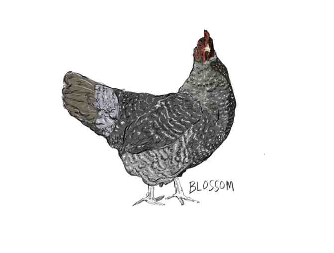 Custom Pet Drawing from Bitch Sketch