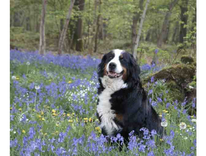 New England Botanic Garden - 4 passes