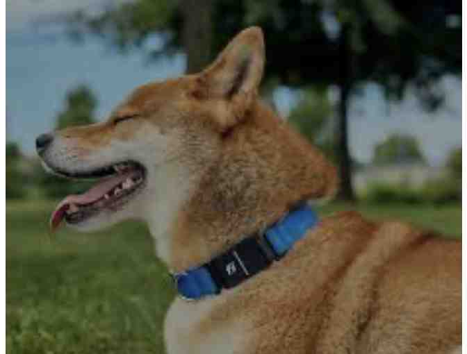 Fi Collar with One Year of Tracking