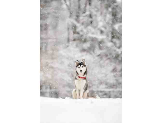 Pant The Town Photography - Portrait Session with Photo Credit