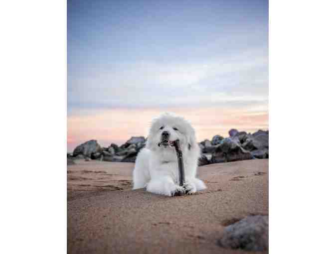 Pant The Town Photography - Portrait Session with Photo Credit