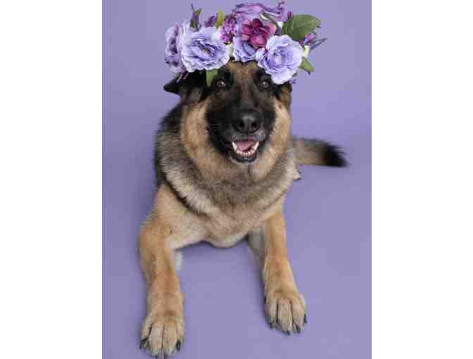 Photography Session with Amber Leilani - A Dog's Narrative