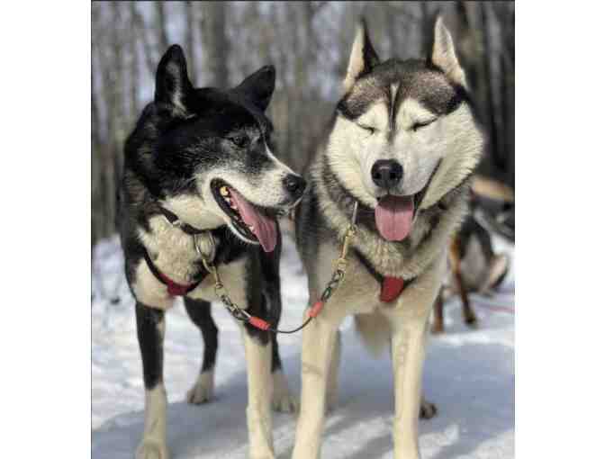 2 1/2 Hour Dog Sledding Experience in Maine