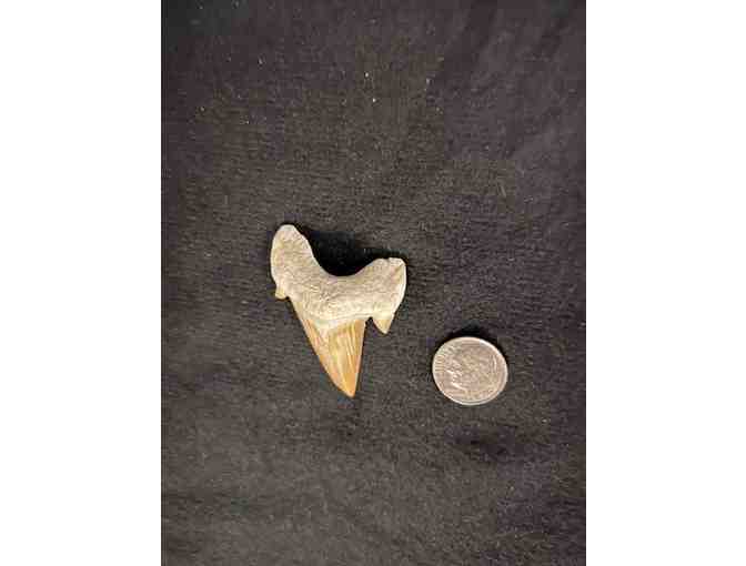 Shark Tooth (Megalodon, Cuspids) - Right Side, 2 Million Years Old