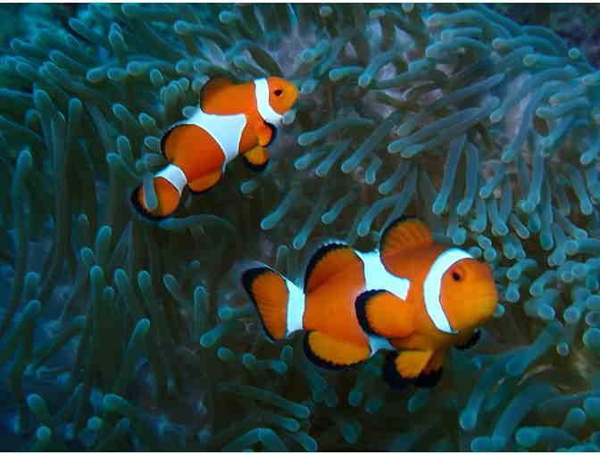 1 TRAVEL: Philippines (7 Nights, Meals, Diving - Atlantis Resorts