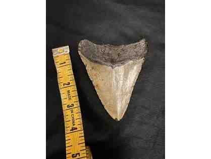 SHARK: Megalodon, 4