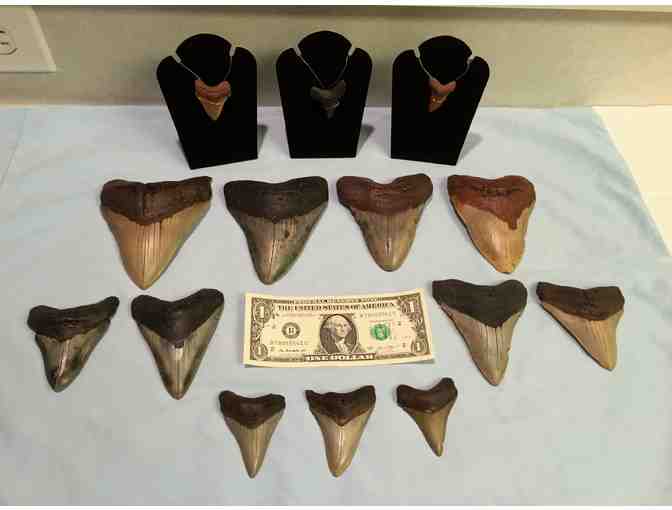 SHARK: 3.75' Megalodon Tooth (Museum Quality, Symmetry)