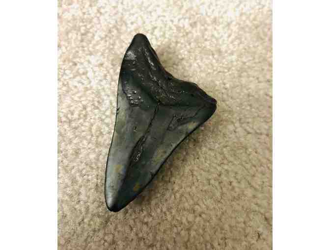 SHARK TOOTH: 4' HUGE Megalodon (2 Million Years Old)