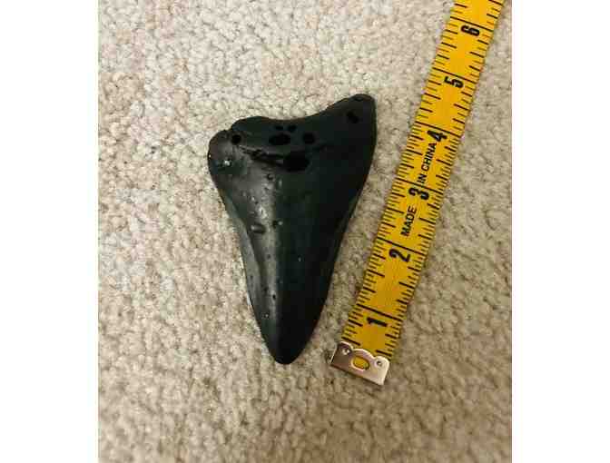 SHARK TOOTH: 4' HUGE Megalodon (2 Million Years Old)