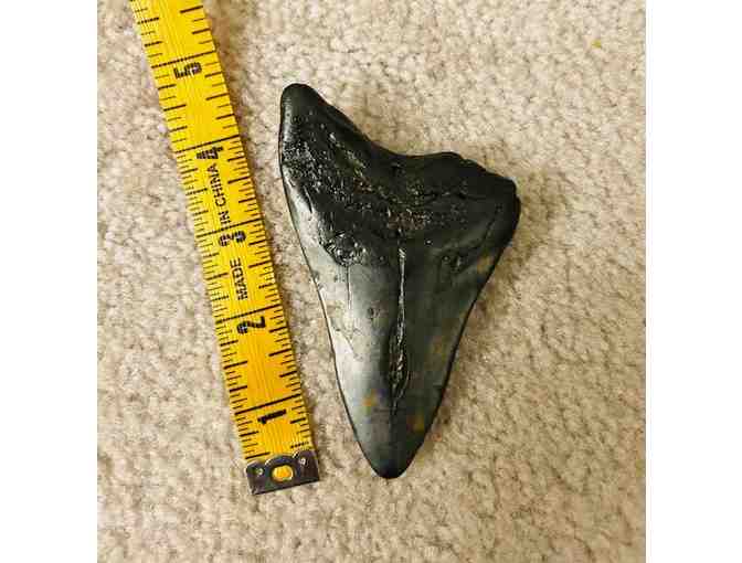 SHARK TOOTH: 4' HUGE Megalodon (2 Million Years Old)