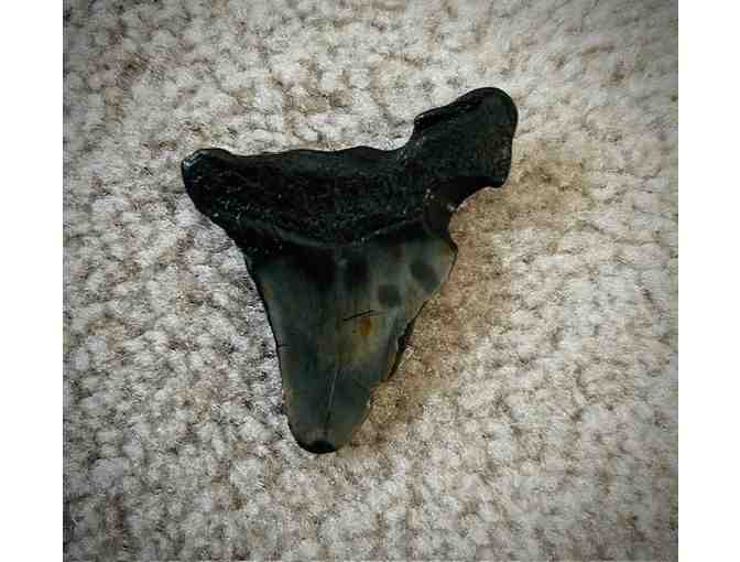 MEGALODON: Shark TOOTH (Giant, 3' Size - 2 Million Years Old)