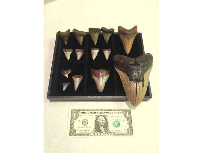 1 SHARK TOOTH: Megalodon (Museum Quality, Rare - 3.5", Chubutensis) - Photo 4