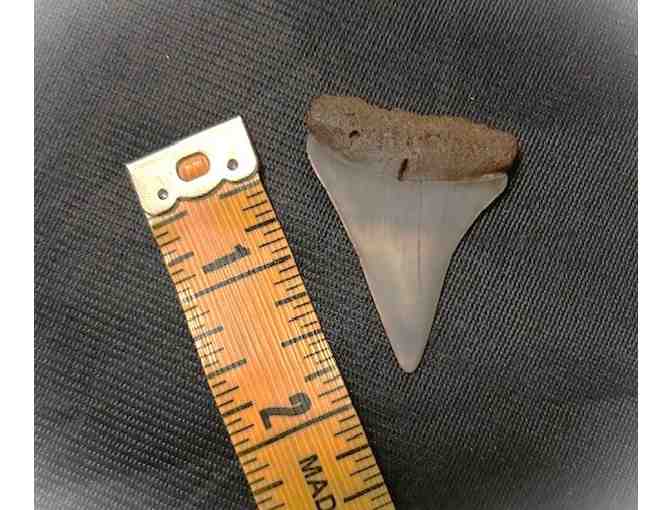 JAWS TOOTH: Shark, Great White (Museum Quality, Fossil) - Photo 1