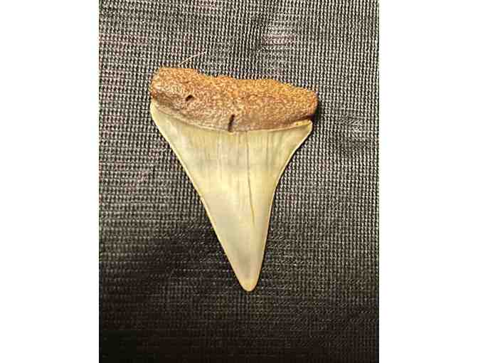 JAWS TOOTH: Shark, Great White (Museum Quality, Fossil) - Photo 2