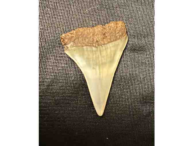 JAWS TOOTH: Shark, Great White (Museum Quality, Fossil) - Photo 3