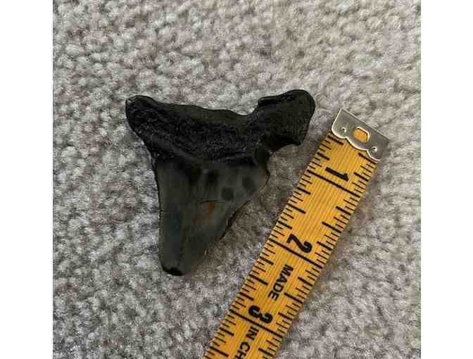 MEGALODON: Shark TOOTH (Giant, 3" Size - 2 Million Years Old) - Photo 2