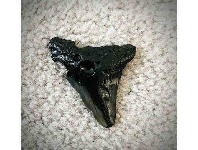 MEGALODON: Shark TOOTH (Giant, 3" Size - 2 Million Years Old) - Photo 3