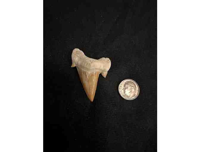 SHARK TOOTH: Megalodon (Cuspids, Left Angle) - Photo 1