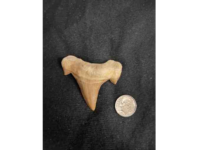 SHARK TOOTH: Megalodon (Cuspids, Left Angle) - Photo 2