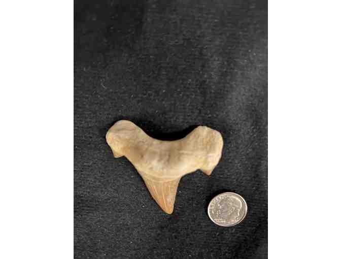 SHARK TOOTH: Megalodon (Cuspids, Left Angle) - Photo 3